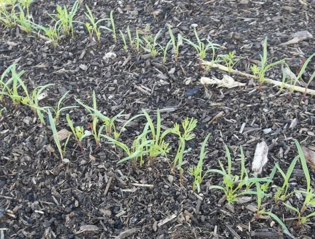 Carrot seedlings sown in autumn Carrot seedlings sown in autumn
