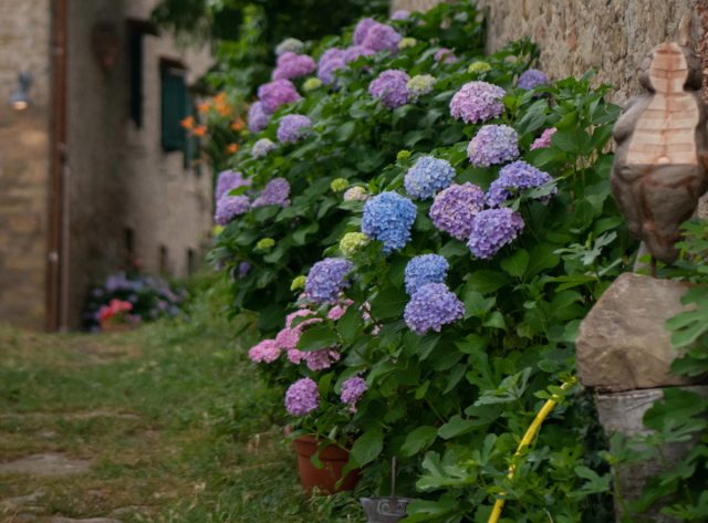 Hydrangea looks great in Provencal gardens