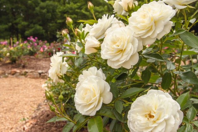 White roses will emphasize the lightness and airiness of your garden