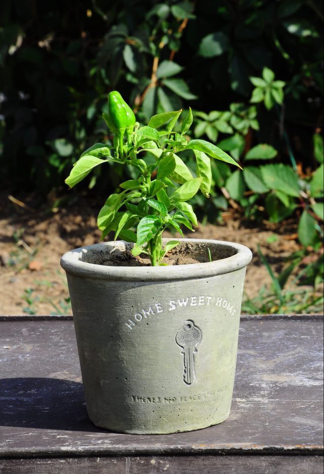 Even a simple concrete flowerpot will highlight the sophistication of Provence