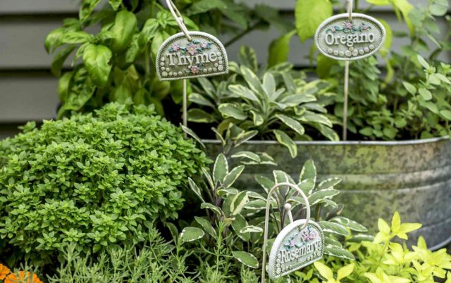 The aroma of Provencal herbs is one of the key nuances of Provence