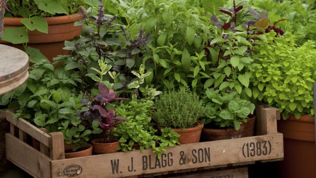 Some Provencal herbs are best grown in containers.