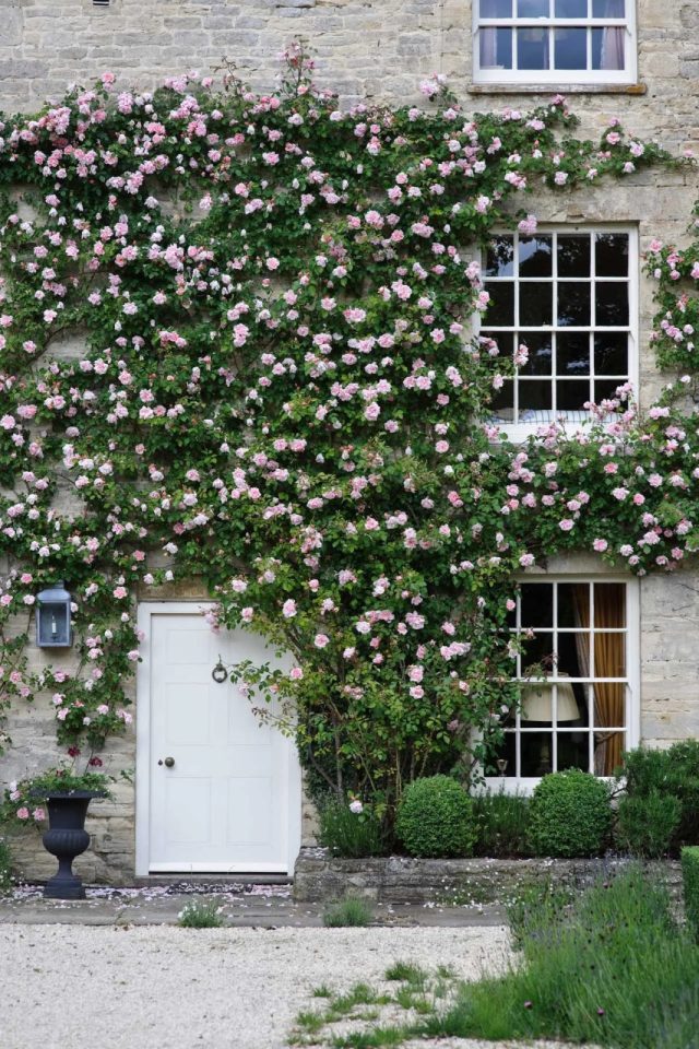 A climbing rose will turn your Provencal garden into a fairy tale