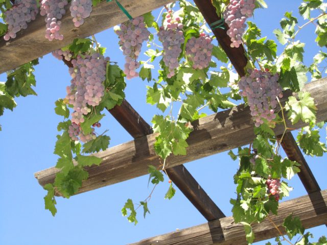 A pergola covered with grape vines is practically a calling card of Provence