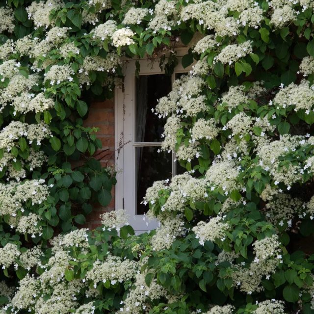 Do you live in a cold climate? Some varieties of petiole hydrangea can easily withstand the most severe frosts