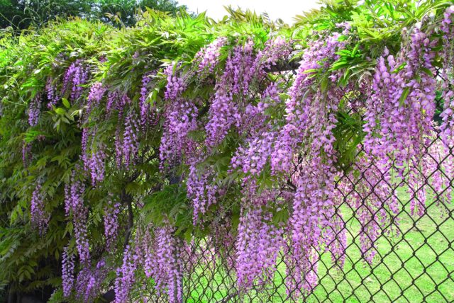 Where it is warmer, you can plant wisteria.