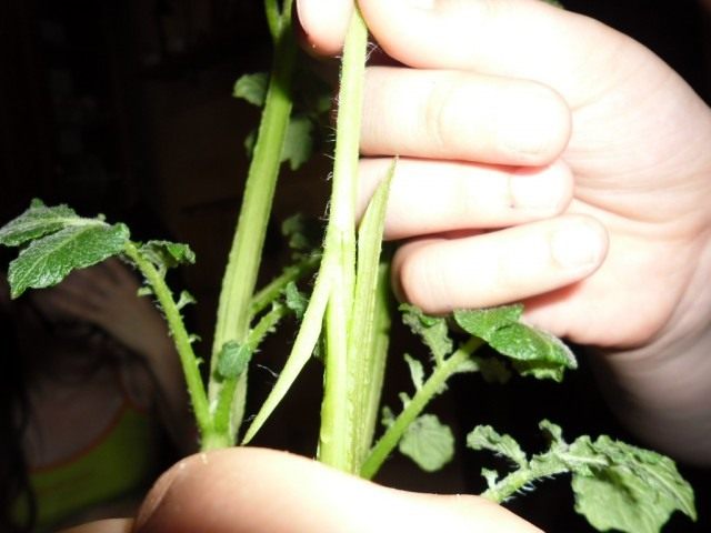 Tomato Grafting on Potatoes