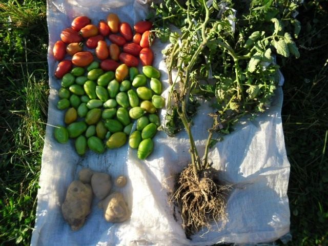 Harvest of Tomatoes and Potatoes from one bush