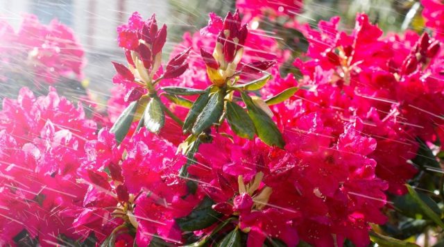 Regular watering is especially important during the first year after planting and during prolonged drought.