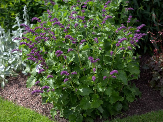 Whorled sage (Salvia verticillata), garden form 'Purple Rain'