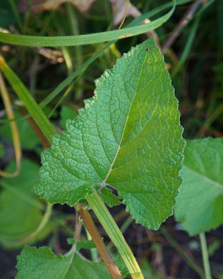 Whorled sage leaf