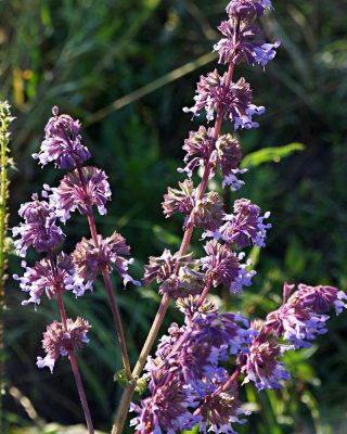 Inflorescence of Salvia verticillata