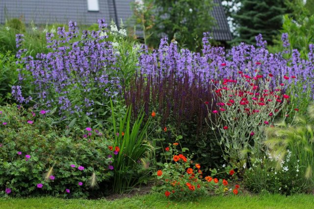 Salvia verticillata in landscape design