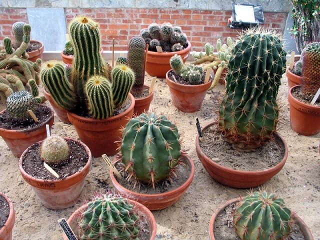 Cacti