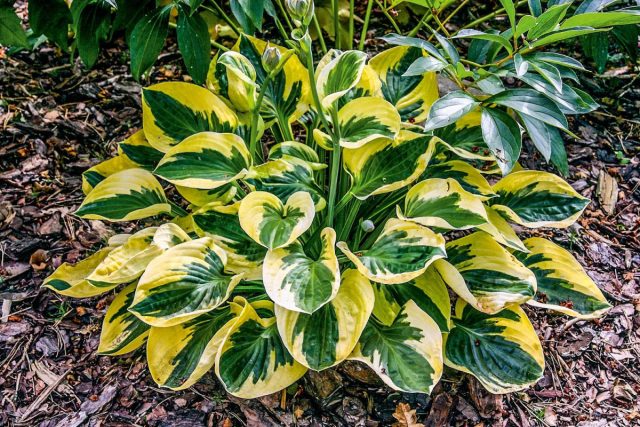 Hosta 'Brim Cup'