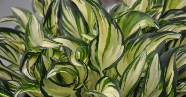 Hosta 'Fireworks'