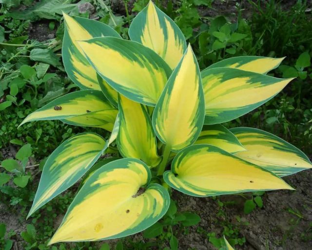 Hosta 'June Fever'