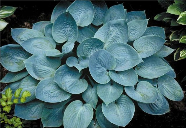 Hosta 'Prairie Sky'