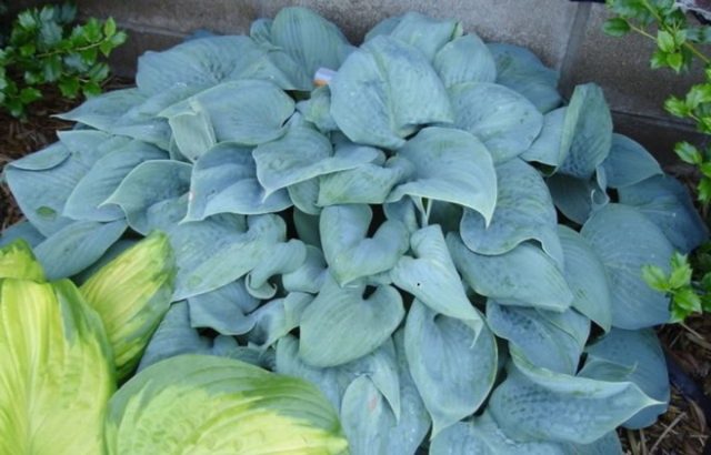 Hosta 'Fragrant Blue'