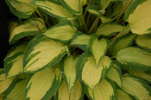 Hosta 'Island Charm'