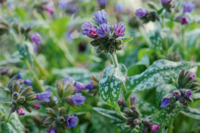 Pulmonaria longifolia 'Bertram Anderson'