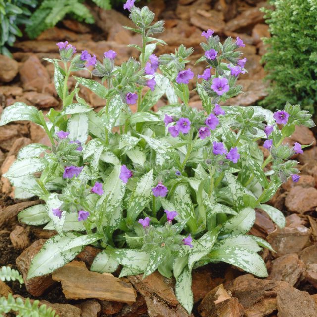 Lungwort 'Diana Claire' (Pulmonaria longifolia 'Diana Claire')
