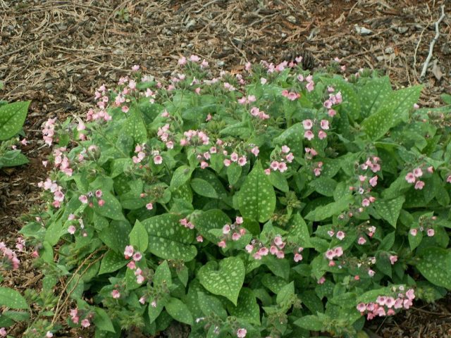 Sugar lungwort 'Dora Bielefeld' (Pulmonaria saccharata 'Dora Bielefeld')