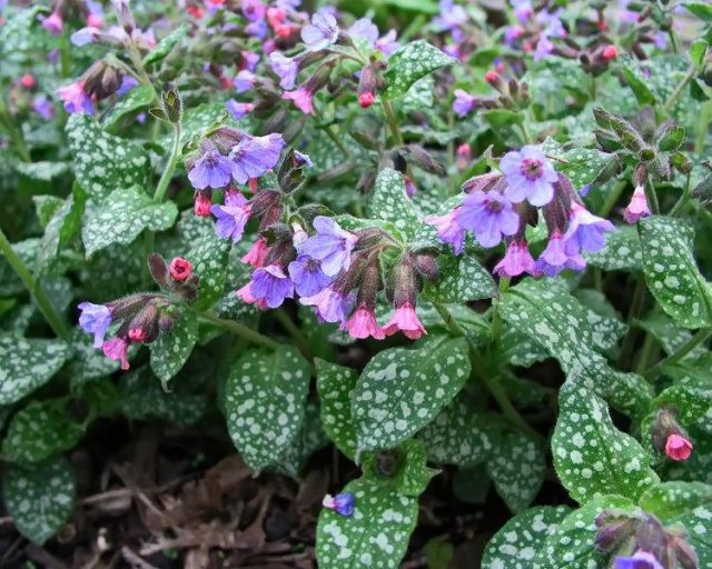 Sugar lungwort 'Leopard' (Pulmonaria saccharata 'Leopard')