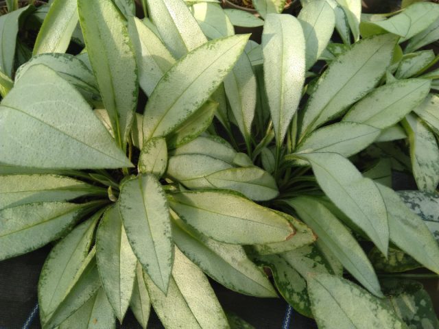 Lungwort 'Samurai' (Pulmonaria 'Samurai')