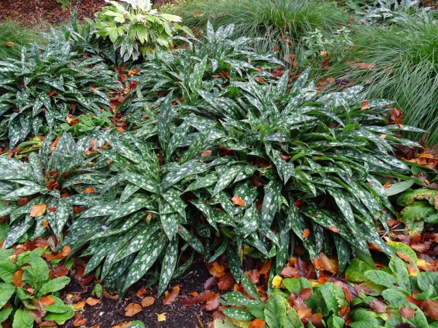 Lungwort 'Opal' (Pulmonaria 'Opal')