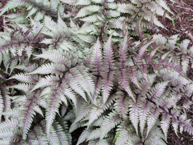 Athyrium niponicum 'Red Beauty'
