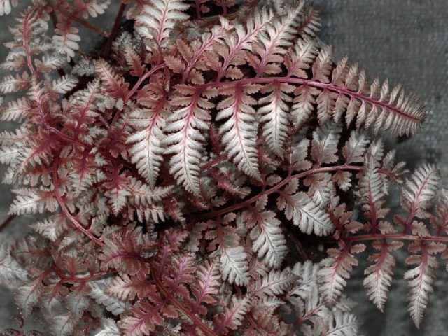 Nipponese nomadic "Ursula's Red" (Athyrium niponicum 'Ursula's Red')