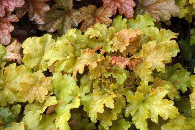 Heuchera 'Amber Waves'