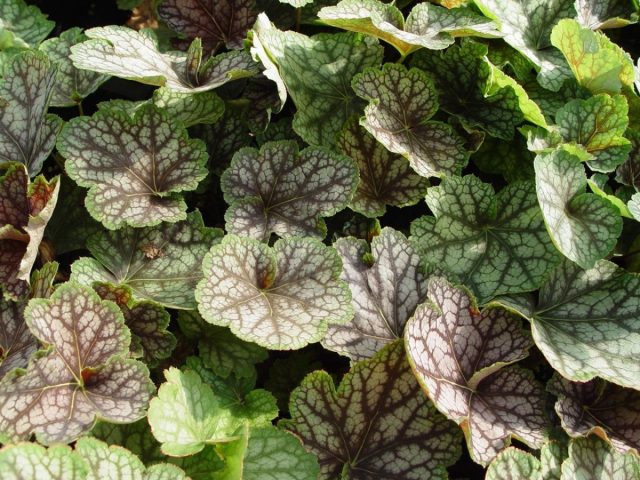 Heuchera 'Beauty Color'