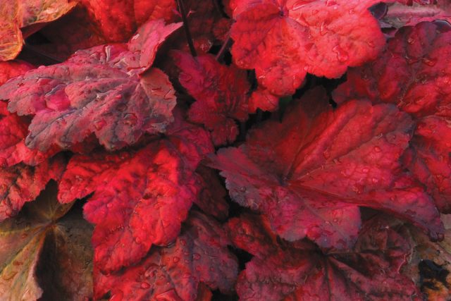 Heuchera 'Autumn Leaves'