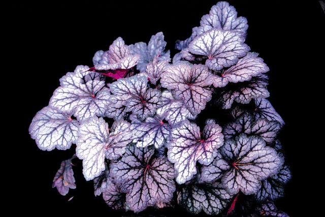Heuchera x hybrida 'Cascade Dawn'