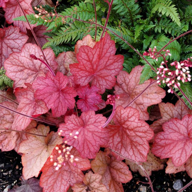 Heuchera 'Georgia Peach' (Heuchera 'Georgia Peach')