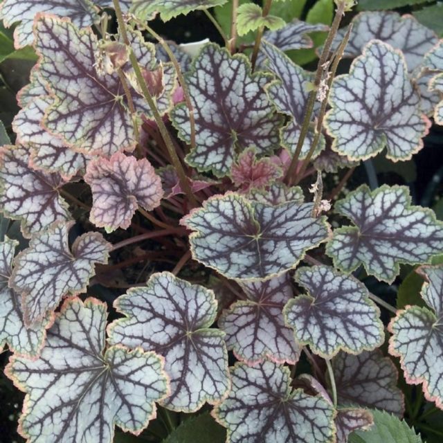 Heuchera 'Magic Color'