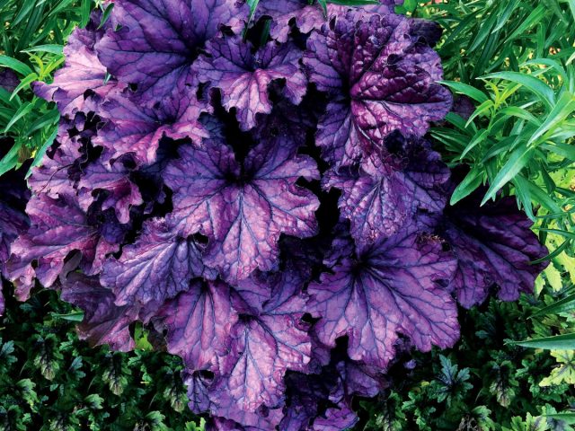 Heuchera 'Forever Purple'