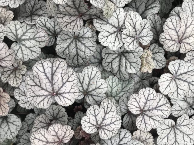Heuchera 'Sugar Frosting'