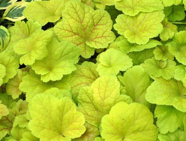 Heuchera 'Electric Lime'