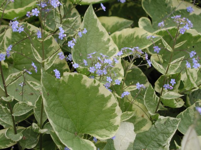 Brunnera macrophylla 'Hadspen Cream'