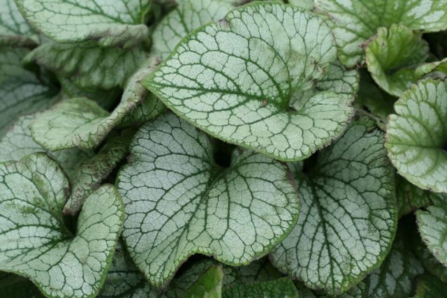 Brunnera macrophylla 'Silver Wings'