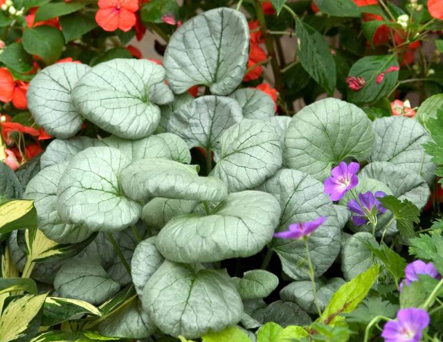 Brunnera 'Looking Glass' (Brunnera macrophylla 'Looking Glass')