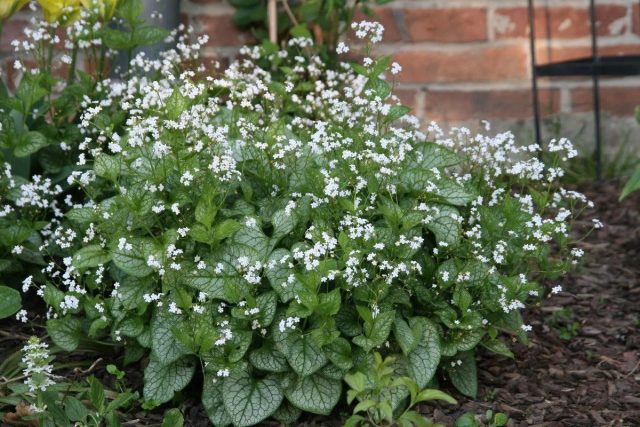 Brunnera macrophylla 'Mr. Morse'