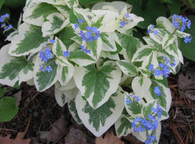 Brunnera 'Variegata' (Brunnera 'Variegata')