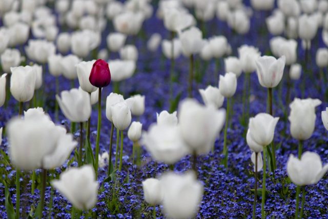 Tulips and daffodils can be 'hidden' in existing 'garden carpets' of ground covers Tulips and daffodils can be 'hidden' in existing 'garden carpets' of ground covers