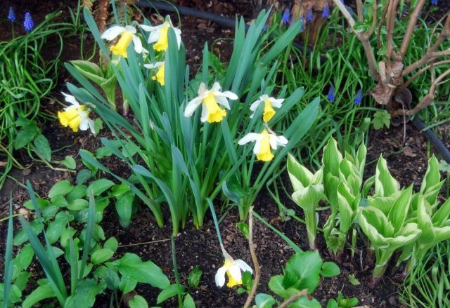 A typical example of an ideal partner for spring bulbs is hosta. A typical example of an ideal partner for spring bulbs is hosta.