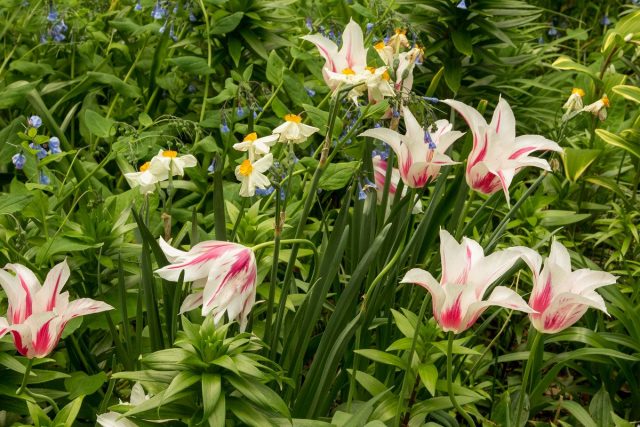 Planting bulbous and small bulbous plants in tiers is a simple, ancient and very effective solution Planting bulbous and small bulbous plants in tiers is a simple, ancient and very effective solution