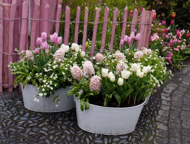 If you grow your favorite bulbous plants in pots, then there will be no problems with their appearance in flower beds. If you grow your favorite bulbous plants in pots, then there will be no problems with their appearance in flower beds.